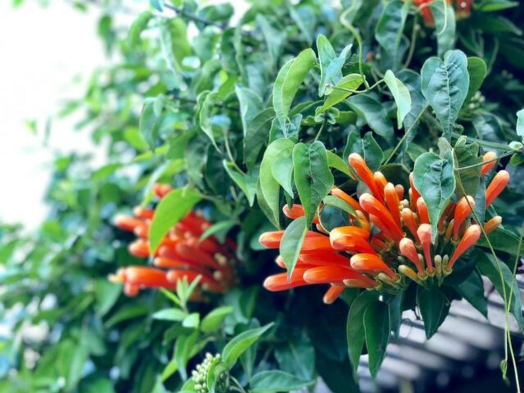 Coffee Garden Ranch Costa Rica Apartment Concepcion  Exterior foto